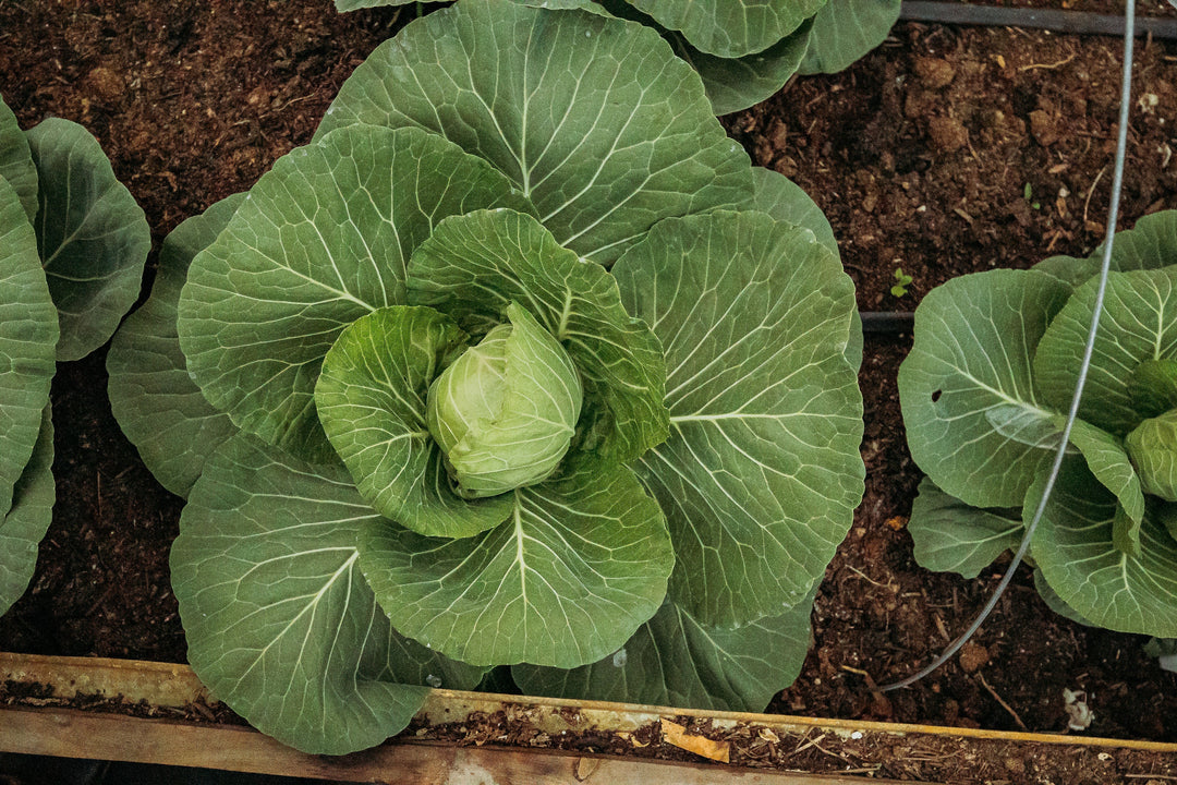 What I’m Planting in February (and Why These Varieties Earn Their Spot)