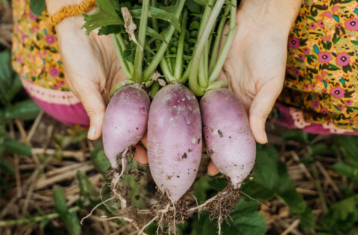 How to Build a Seasonal Fermentation Pantry