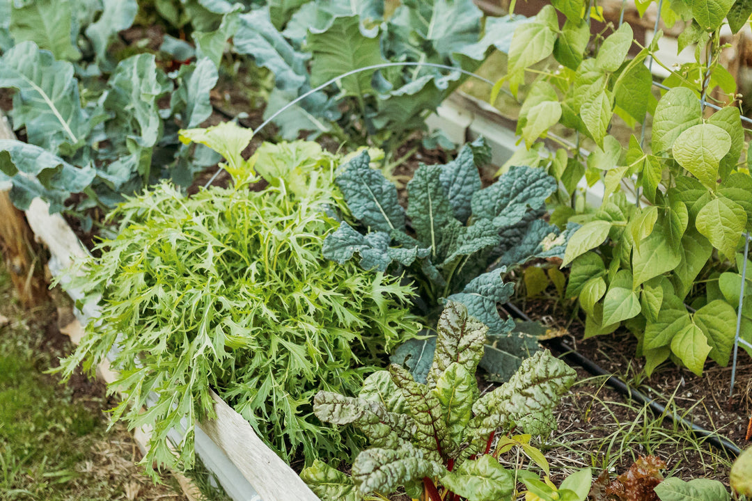 Weekly Garden Maintenance Checklist (What to Do Each Week for a Healthy Garden)