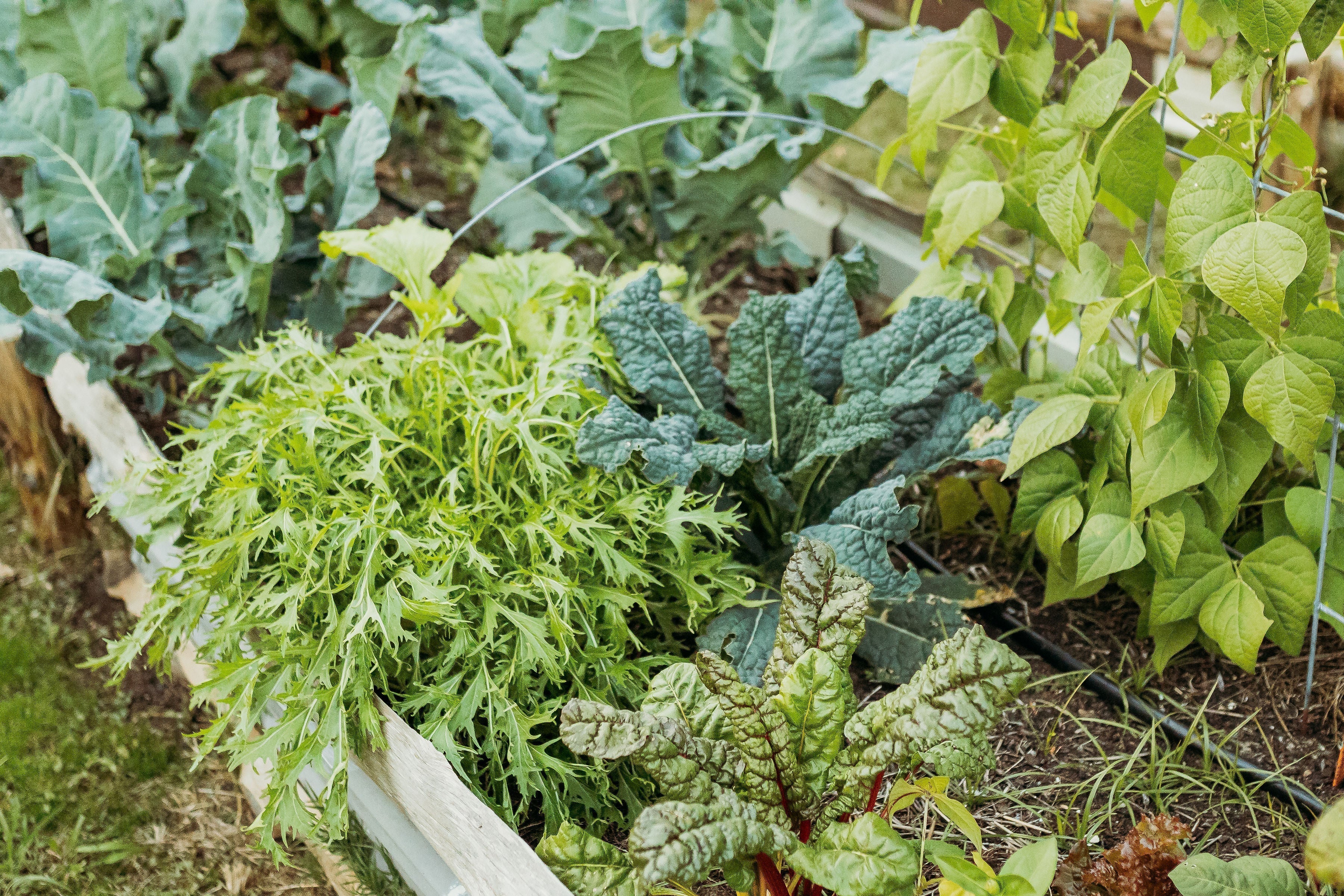 Weekly Garden Maintenance Checklist (What to Do Each Week for a Healthy Garden)