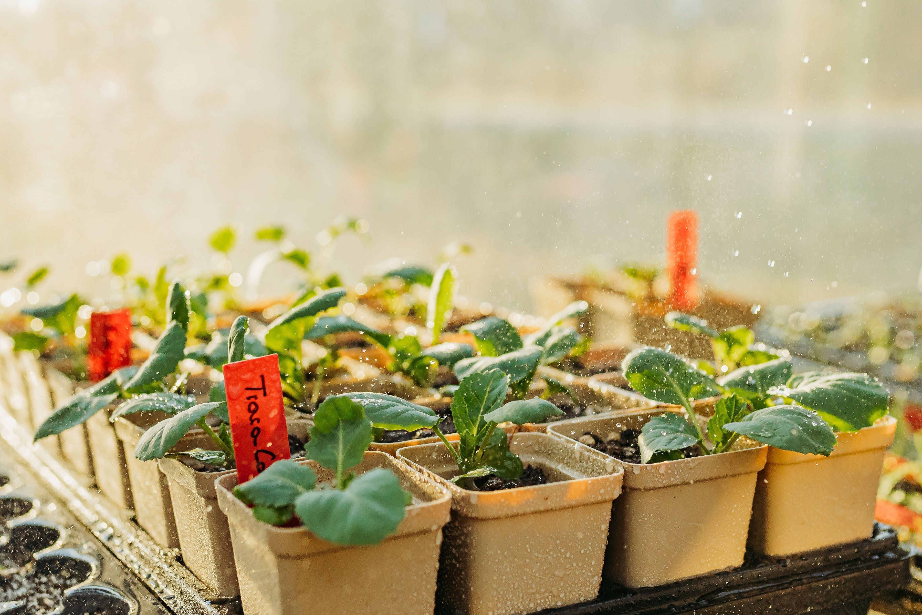 A Guide to Common Seed Starting Issues: Identifying and Treating Problems