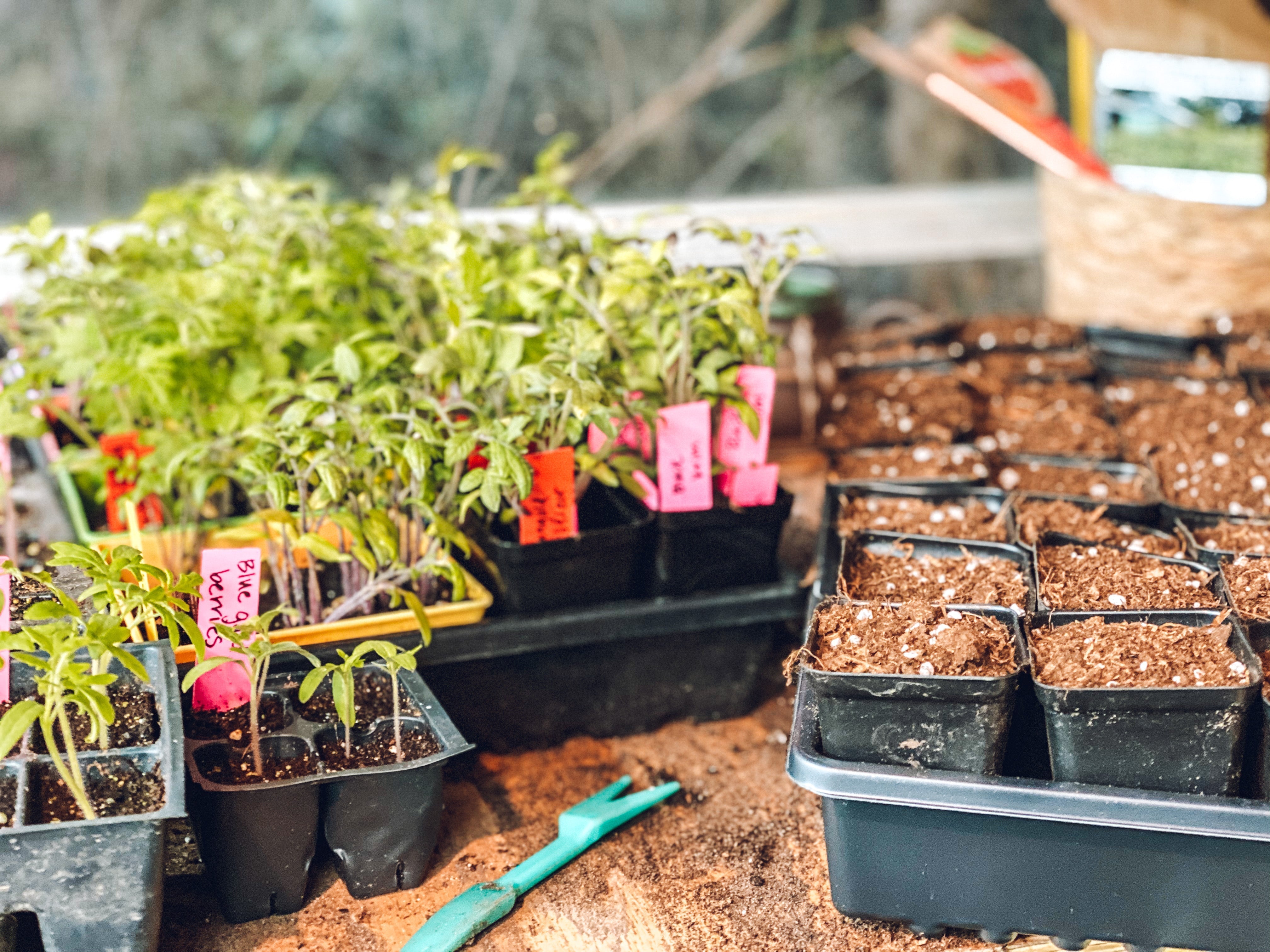 Companion Planting: Simple Ways to Grow a Healthier, More Productive Garden