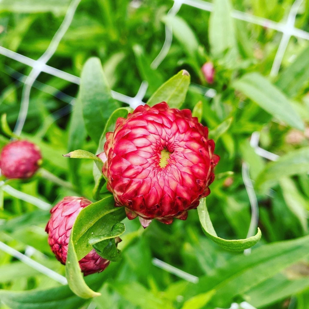 How to Grow Strawflowers for Cut and Dried Arrangements