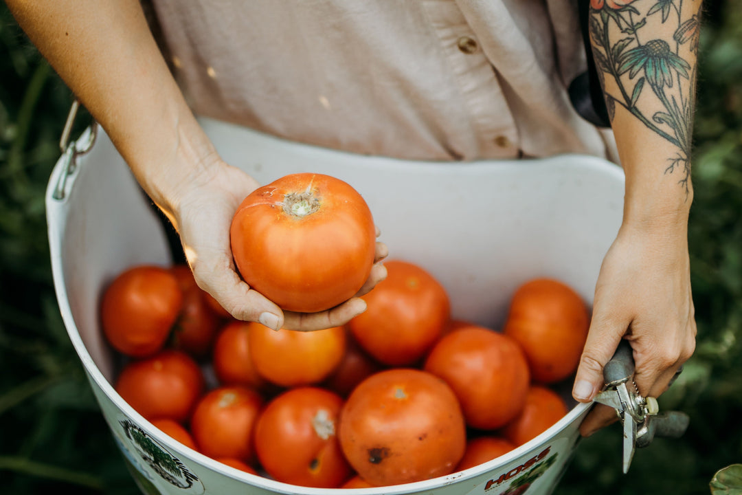 How Many Tomato Plants Do You Need to Can for a Year?