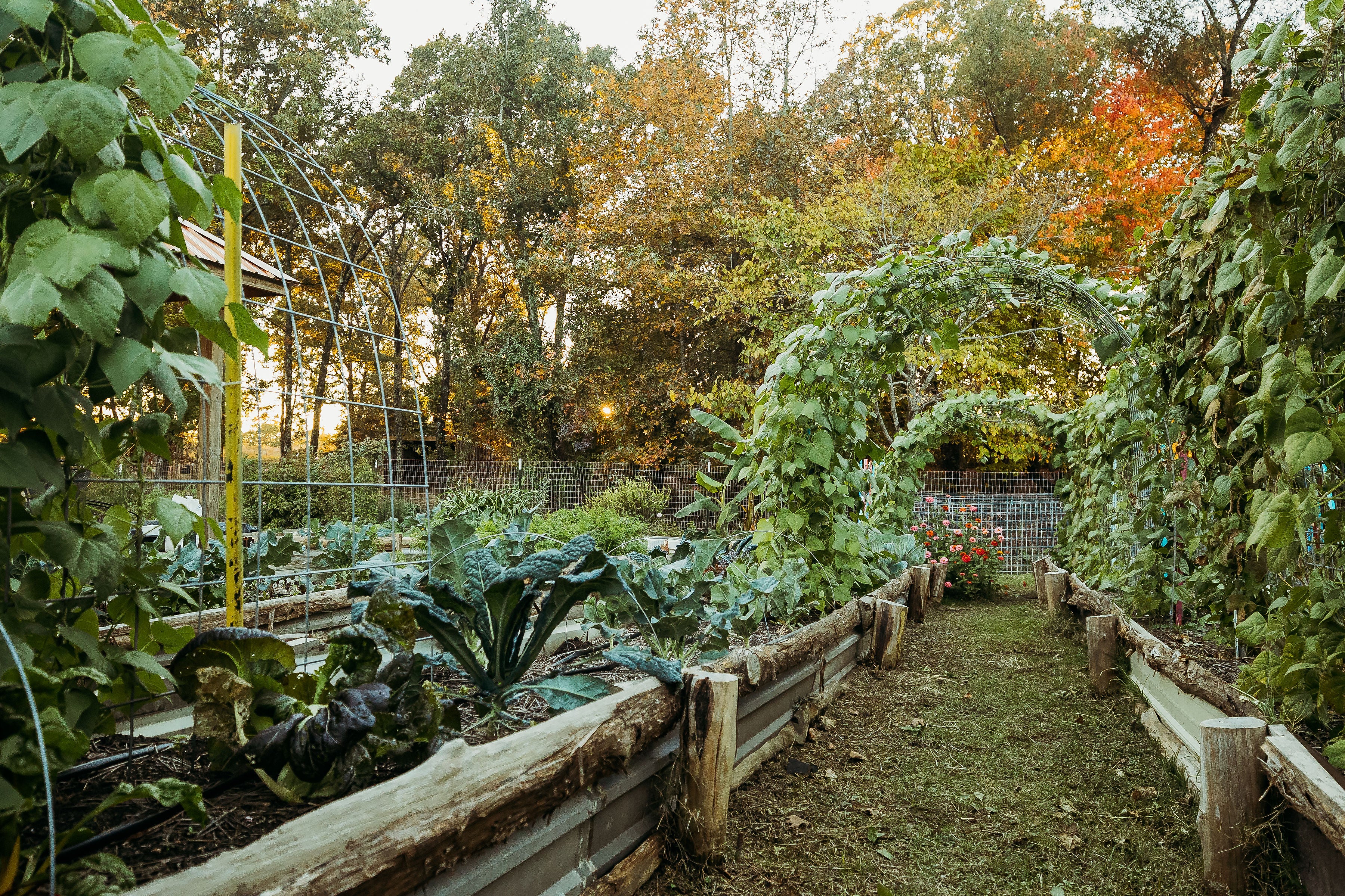 Garden
