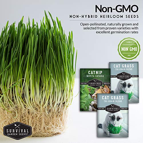 Cat Herb Seed Collection - Catnip & Cat Grass Seed Packets