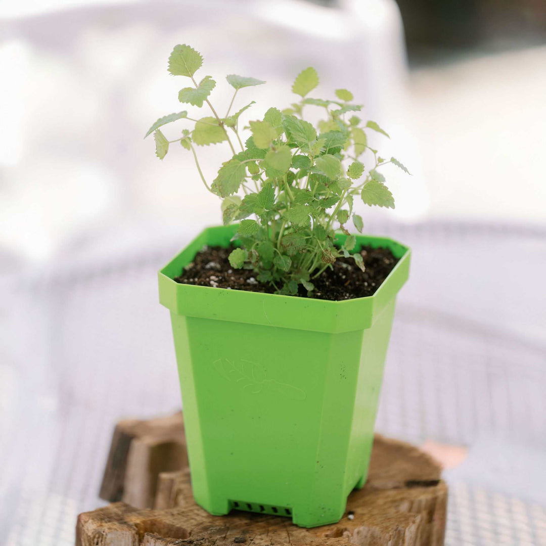 5" Heavy Duty Nursery Pots
