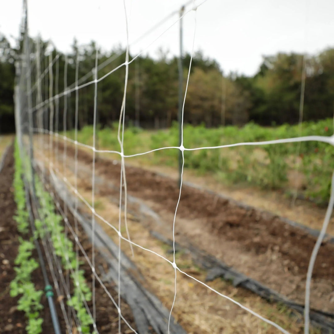 Trellis Netting | 6" Mesh