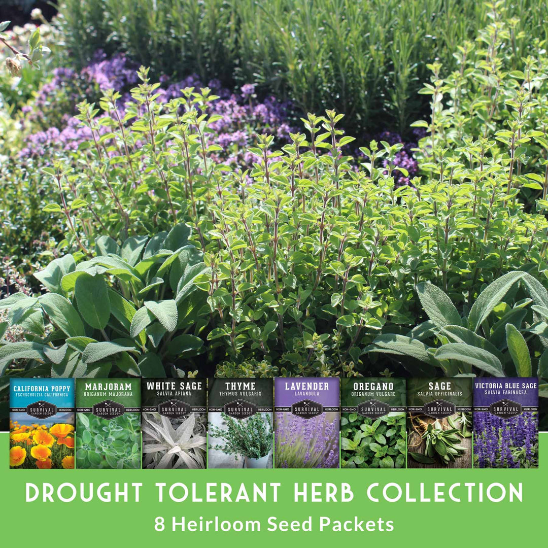 Drought-Tolerant Herb & Flower Seed Kit – 8 Full-Sun, Xeriscape-Friendly Varieties for Low-Water Gardens