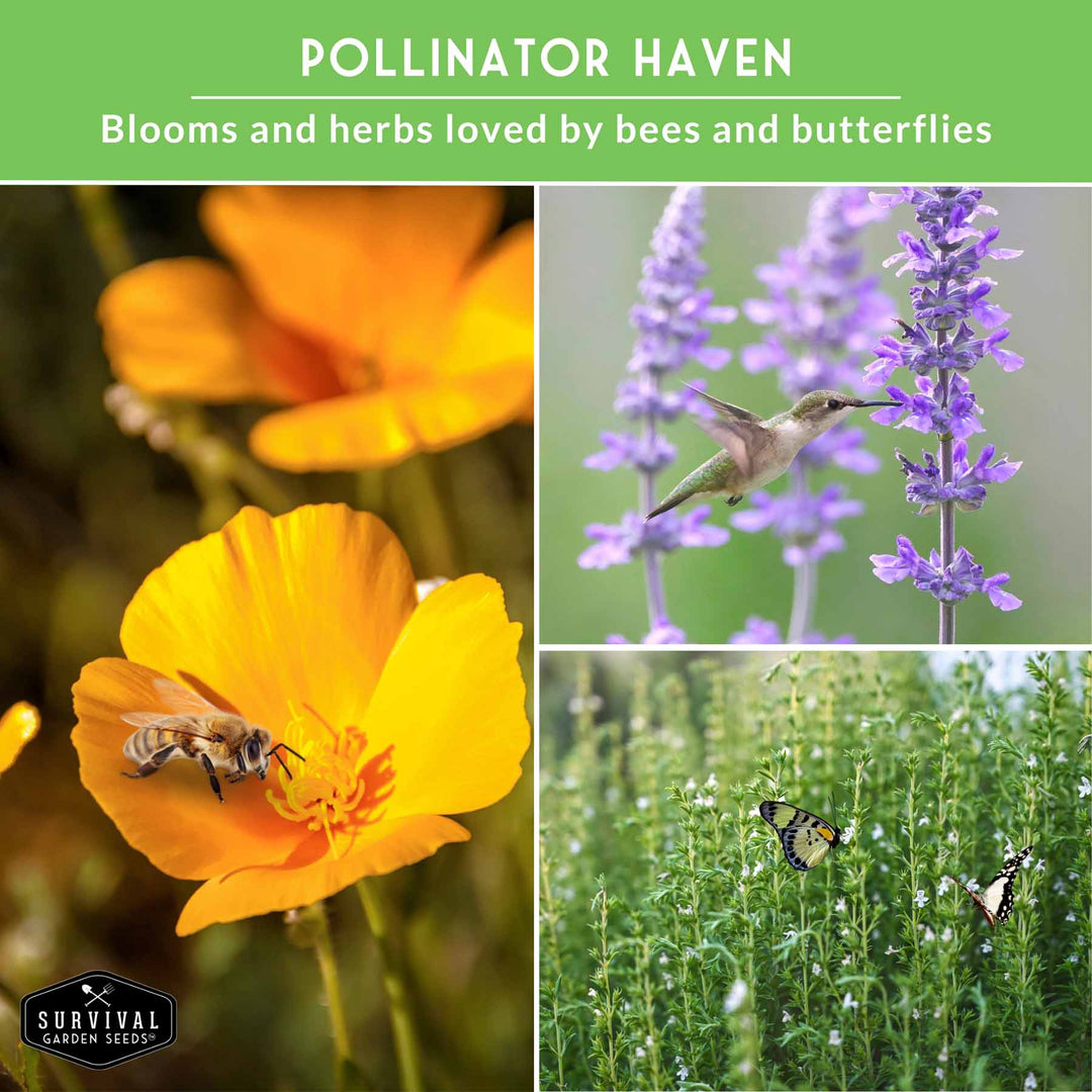 Drought-Tolerant Herb & Flower Seed Kit – 8 Full-Sun, Xeriscape-Friendly Varieties for Low-Water Gardens