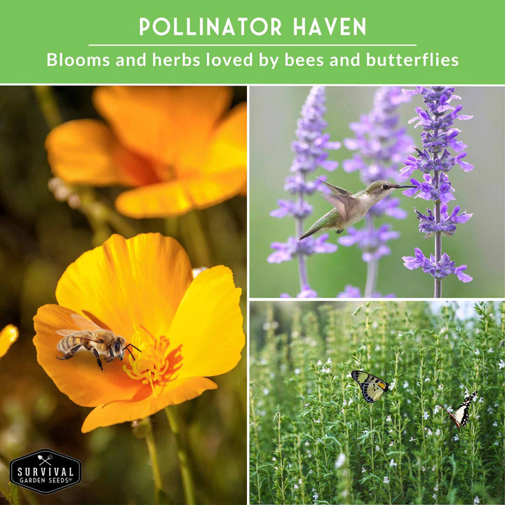 Drought-Tolerant Herb & Flower Seed Kit – 8 Full-Sun, Xeriscape-Friendly Varieties for Low-Water Gardens