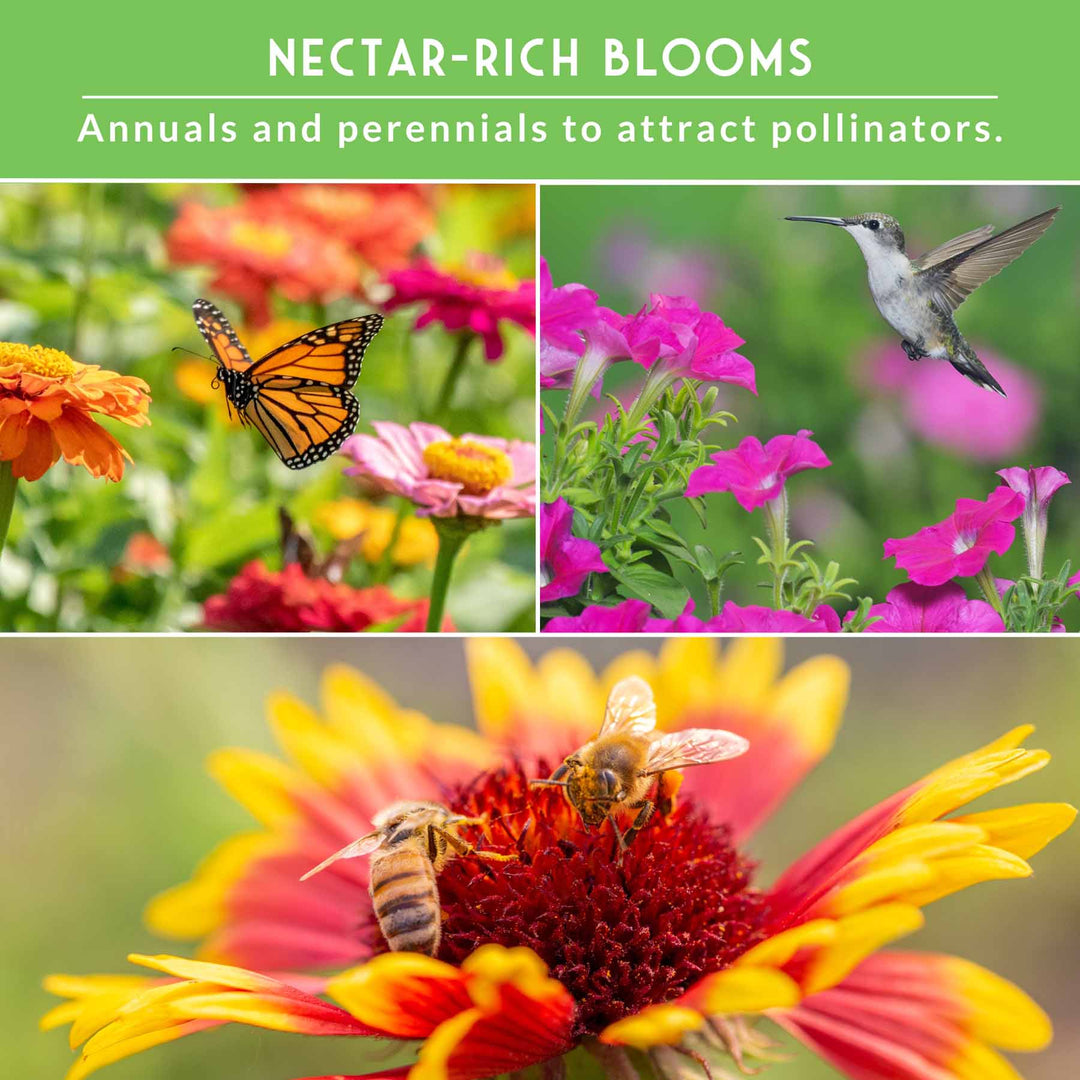 Pollinator Flower Seed Collection - Wildflower Mixes for Bees, Butterflies & Hummingbirds