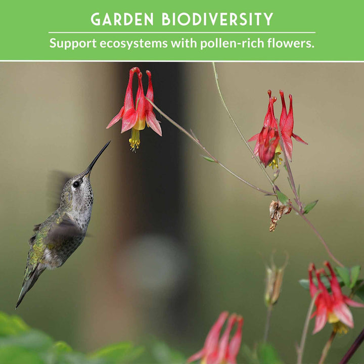 Pollinator Flower Seed Collection - Wildflower Mixes for Bees, Butterflies & Hummingbirds