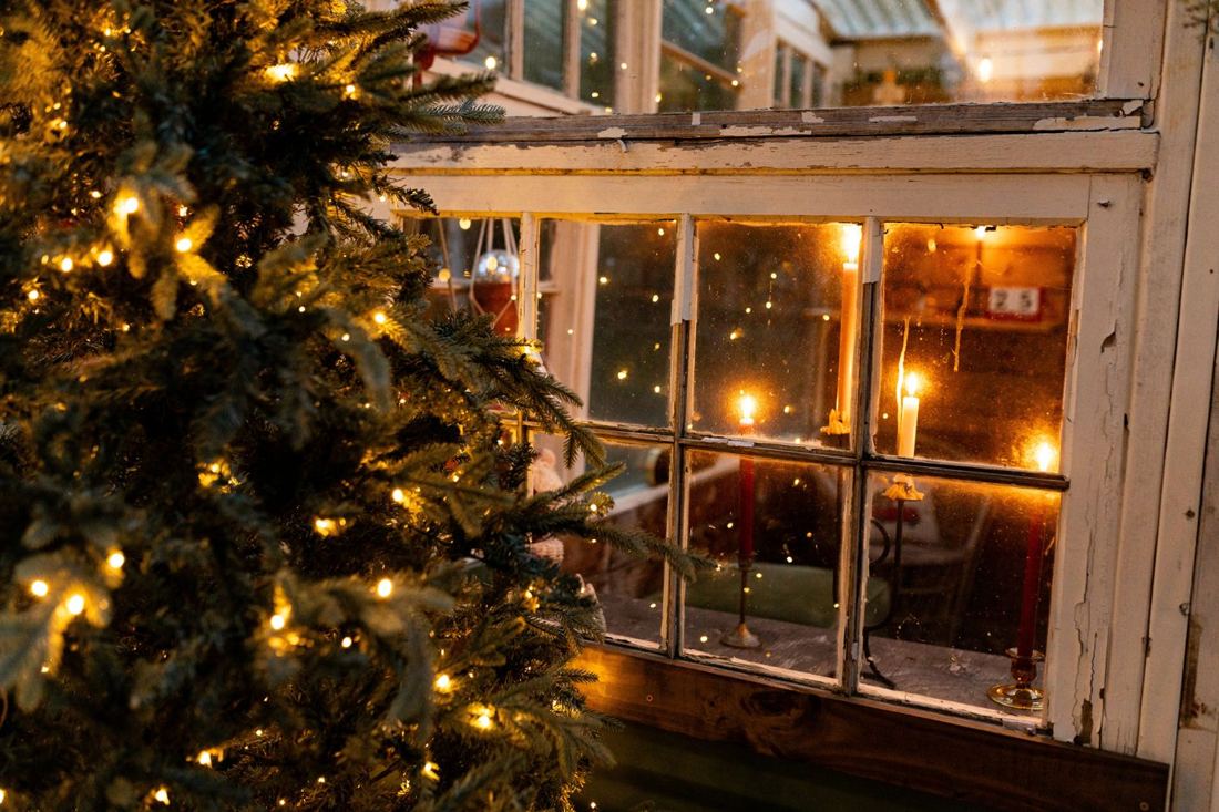 A lit tree beside the greenhouse windows, candles glowing inside